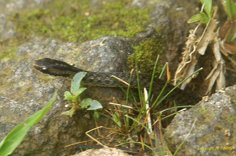 Serpents d'Amérique